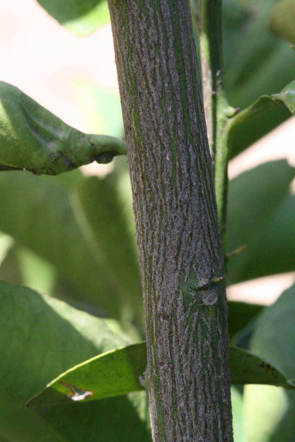              Second - third year twig (Riverside, CA)       